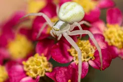 Goldenrod crab spider