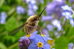 Bee-fly