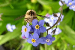 Bee-fly