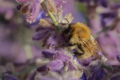 Common carder bee