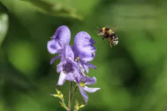 Western honey bee