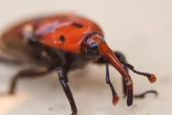 Red palm weevil