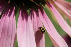 14 Spot ladybird