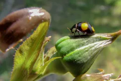 Harlequin ladybird