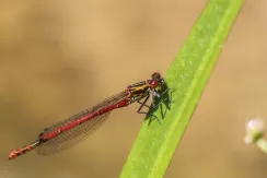 Large red damselfly