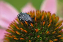 White spotted rose beetle