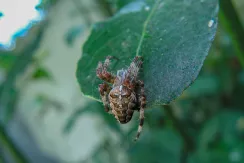 European garden spider