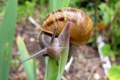 Snail