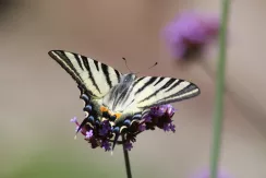 Scarce Swallowtail