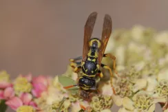 European paper wasp