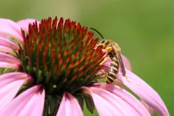 End-banded furrow bees