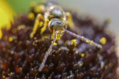 End-banded furrow bees