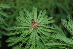 Tiger hoverfly