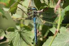 Blue-eyed hawker