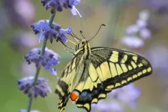 Machaonides swallowtail