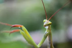 European mantis