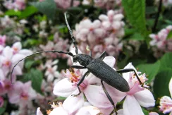 Lesser capricorn beetle