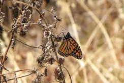 Plain Tiger