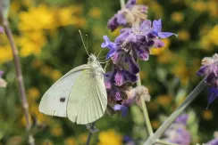 Garden white (Pieris)