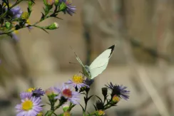 Garden white (Pieris)