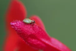 Aphid