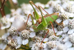 Katydid