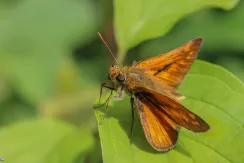 Large Skipper