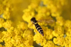 Sphaerophoria hoverfly