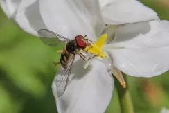 hoverfly