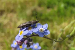 Click beetle