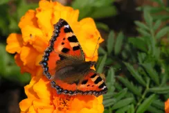 Small Tortoiseshell