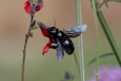 Carpenter bee