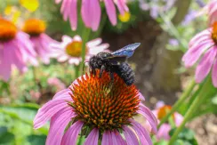 Violet carpenter bee