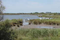 Camargue