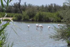 Camargue