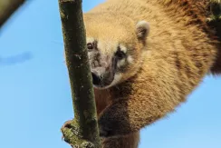 South American Coati