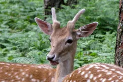 Fallow deer