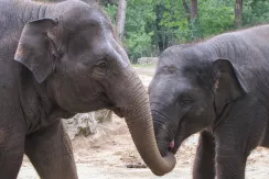 Asian elephant