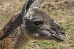 Guanaco