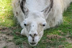 Llama