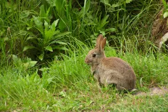 European Rabbit