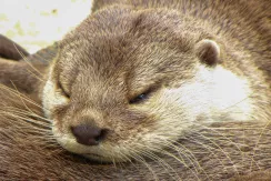 Eurasian Otter