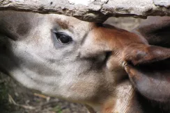 Okapi