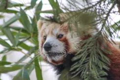 Red Panda