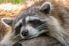 Northern Raccoon