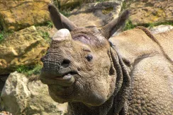 Greater One-horned Rhino