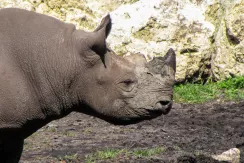 Black Rhino