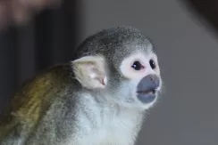 Squirrel Monkey