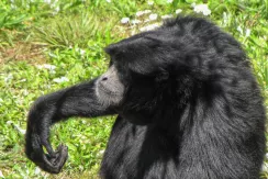 Siamang