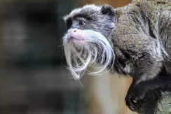 Emperor Tamarin